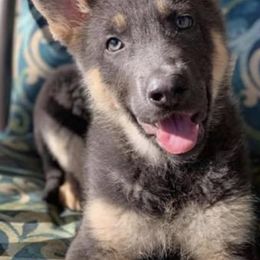 German Shepherds from Angel Oak German Shepherds