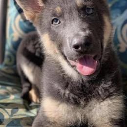 German Shepherds from Angel Oak German Shepherds