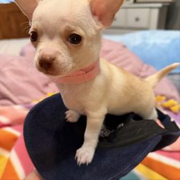 Rose - Cream and white female Chihuahua puppy in Amity, Pennsylvania from Rhoda and Verna