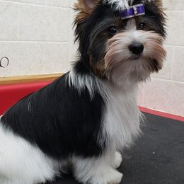 Biewer Terrier and Poodle Puppies from Dakota Ice Ice Baby Poodles