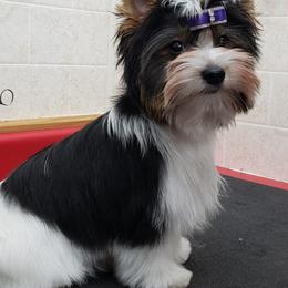 Biewer Terrier and Poodle Puppies from Dakota Ice Ice Baby Poodles