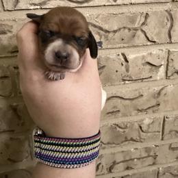 Honey - Piebald female Dachshund puppy in Athens, Texas from County Road Puppies