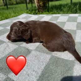Dachshund Puppies from Rock Bottom Farms