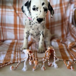 Pink Collar Homozygous LUA - White and black female Dalmatian puppy in Hawkins, Texas from Snow Dalmatians