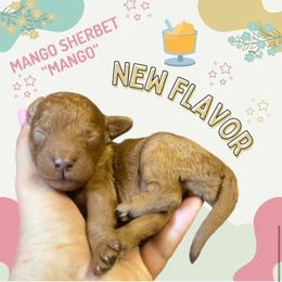 Mango - (Mango Sherbet) - Red female Bordoodle puppy in Canfield, Ohio from Poo's Doo's & Inu's