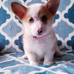 American Corgi and Pembroke Welsh Corgi Puppies from Whimsical Treasure Corgis