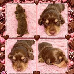 Snickers - Chocolate and cream female Dachshund puppy in High Hill, Missouri from High Hill Hounds