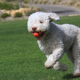 Lagotti Romagnoli from Flying Curls Lagotto Romagnolo