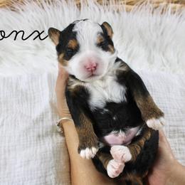 Bronx - Tri-color male Bernedoodle puppy in Casa Grande, Arizona from AzDoodle Dandies
