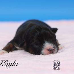 Kayla - Black tri female Miniature Australian Shepherd puppy in Weeki Wachee, Florida from Arlington's Mini Aussies