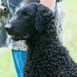 Curly-Coated Retriever All Grown Up from Jollycurl Curly-Coated Retrievers