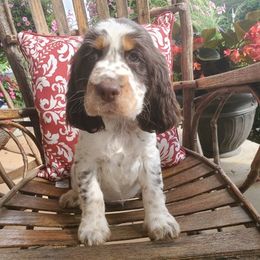 English Springer Spaniels from BAR Z Springers