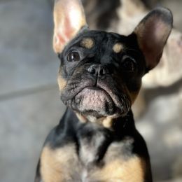 Shuri - Black and tan French Bulldog puppy in Texas from Aurum K9