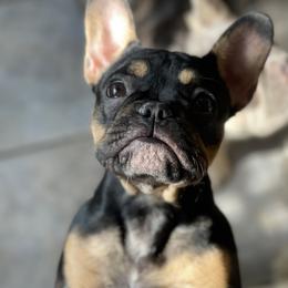 Shuri - Black and tan French Bulldog puppy in Texas from Aurum K9