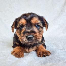 Oliver - Black and tan male Yorkshire Terrier puppy in Blacksburg, South Carolina from Hess Pooches LLC