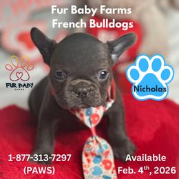 Nicholas - Blue male French Bulldog puppy in Michigan from Fur Baby Farms
