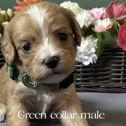 Jerry - Apricot male Cavapoo puppy in Oklahoma from Rocky Oak Cavaliers & Biewer Terriers LLC
