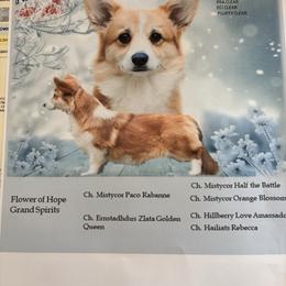 Pembroke Welsh Corgi puppies from GSF Pembroke Welsh Corgis