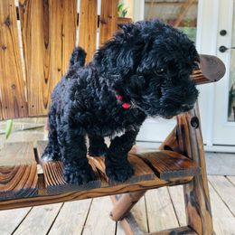 Goldendoodle Puppies from Magnolia Mini Goldendoodles