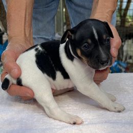 Mose - White black and tan male Rat Terrier puppy in Gonzales, Texas from Sunshine Deckers