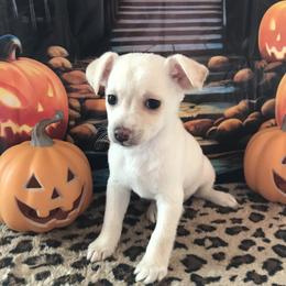Fiona - Cream and white female Chihuahua puppy in Mesa, Arizona from Sun Valley Chihuahuas & Malinois