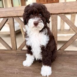 Denver - Brown and white male Aussiedoodle puppy in Allen, Texas from Calena’s Doodles