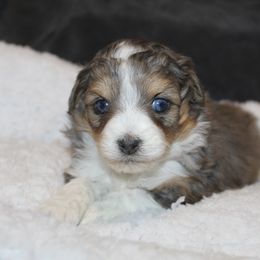 Autumn - Blue merle female Aussiedoodle puppy in Loretto, Tennessee from K Kountry Farm