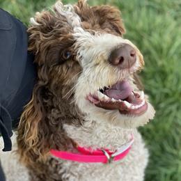 Duchess - Poodle