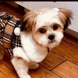 Shichon and Shih Tzu Puppies from Angie’s Teddy Bear Puppies Minnesota