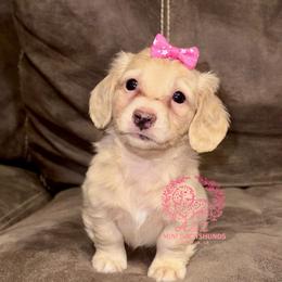 Ella - Cream female Dachshund puppy in Hornbeck, Louisiana from A&Z Mini Dachshunds