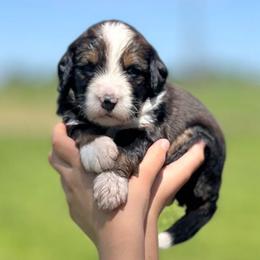 America - Sable female Bernedoodle puppy in Kansas City, Missouri from Beary GoldenDoodles