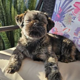 Lumen - Shih Tzu