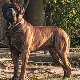 Bullmastiff puppies from Watchman Kennels