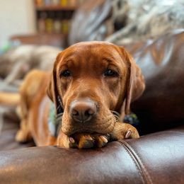 Penny - Labrador Retriever