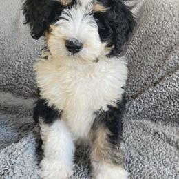Bernedoodle Puppies from VidaDoodle