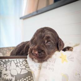 Jimmy - Phantom male Goldendoodle puppy in Cleveland, Tennessee from Edgewater Doodles & Designer Pups