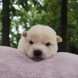 Hana - Cream female Shiba Inu puppy in Clayton, Illinois from Adorable-Puppies