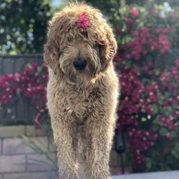 Lola - Goldendoodle