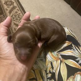 Prada - Chocolate and tan female Dachshund puppy in Raleigh, North Carolina from Capital City Dachshunds