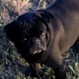 Bear - Pug (Non-standard)