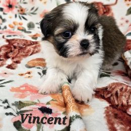 Vincent - Tricolor male Shih Tzu puppy in Turbotville, Pennsylvania from Melanie's Little Lions