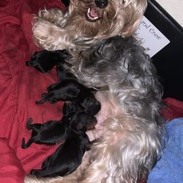 Pearl - Yorkshire Terrier