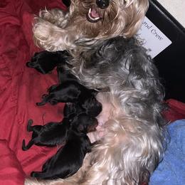Pearl - Yorkshire Terrier