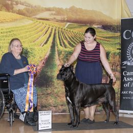 Cane Corso Puppies from Lionheart Cane Corso