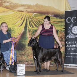 Cane Corso Puppies from Lionheart Cane Corso