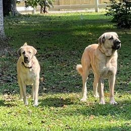 Anatolian Shepherd Dogs from Hanover Acres Livestock Guardian Dogs LLC