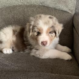 AKC, I'm just the sweetest guy - Red merle male Australian Shepherd puppy in Allegan, Michigan from Parsons Australian Shepherds