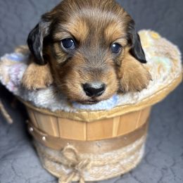 Ophelia - Red female Dachshund puppy in West Plains, Missouri from Little Legs Legacy