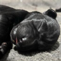 Gillie - Black female Labrador Retriever puppy in Mount Olive, Mississippi from 3 King Kennels