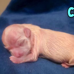 COLT - White male Mal-Shi puppy in Belleville, Michigan from Michigan Maltese Puppies